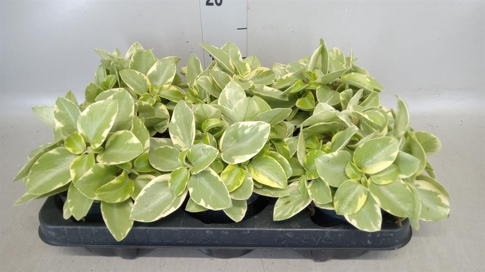<h4>Peperomia pros. 'Pixie'</h4>