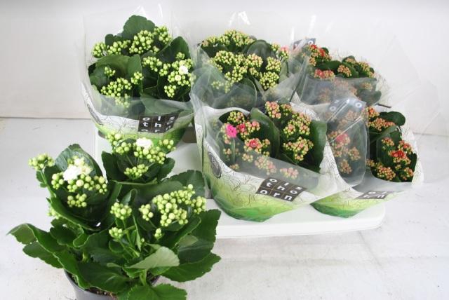 <h4>KAL GE GEM 4 KL</h4>