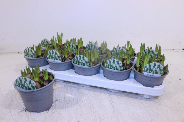 <h4>MUSCAR WHITE MAGIC</h4>