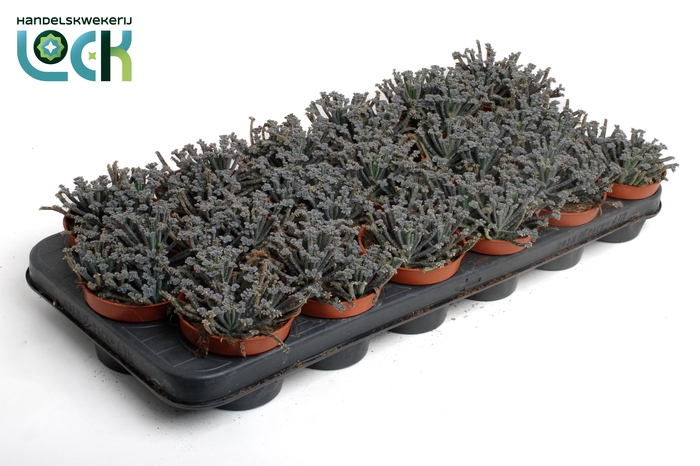 <h4>KALANCHOE TUBIFLORA</h4>