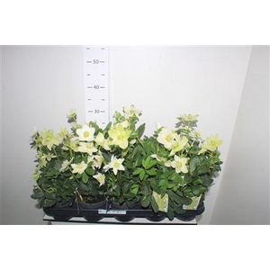 Hell Ni Advent Star 6+