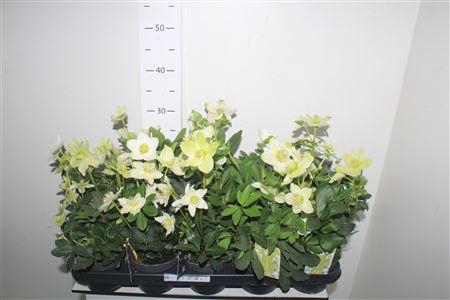 <h4>Hell Ni Advent Star 6+</h4>