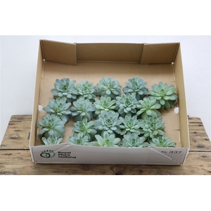 Echeveria Zonnestraal Klein X20