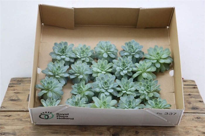 <h4>Echeveria Zonnestraal Klein X20</h4>