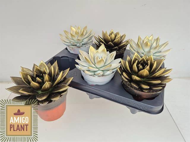 <h4>ECHEV MIRANDA</h4>