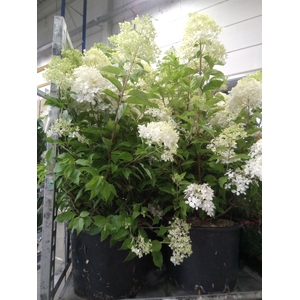 Hydrangea pan.