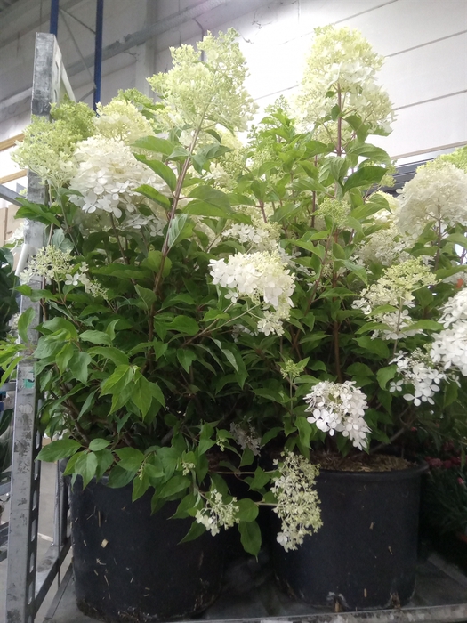<h4>Hydrangea pan.</h4>