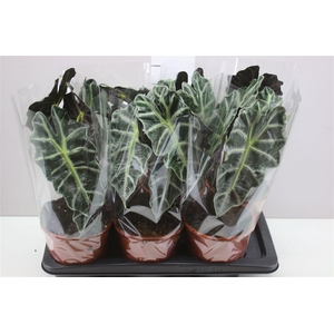 Alocasia Polly