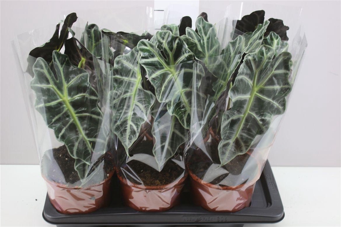 <h4>Alocasia Polly</h4>