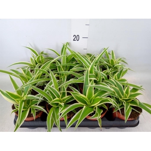 Chlorophytum com.