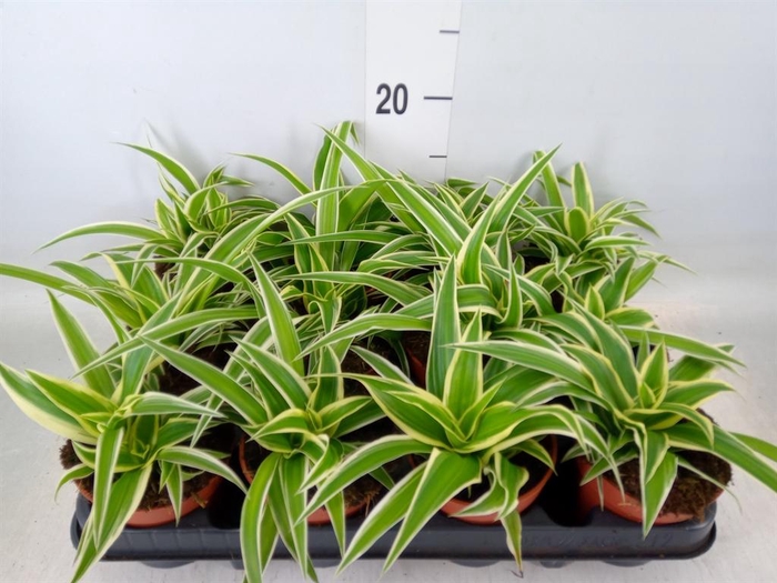 <h4>Chlorophytum com.</h4>