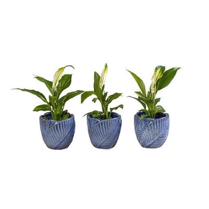 SPATHIPHYLLUM P6 L 65972