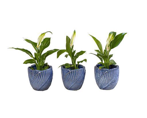 <h4>SPATHIPHYLLUM P6 L 65972</h4>