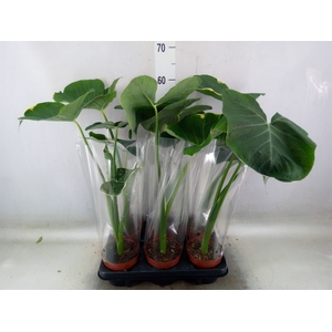 Alocasia   ...