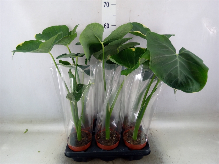 <h4>Alocasia   ...</h4>