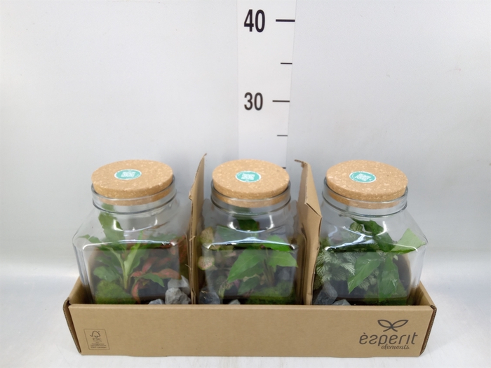 <h4>Arr.   Planten H%</h4>