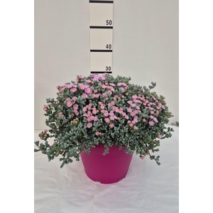 LAMPRANTHUS ROSEUS