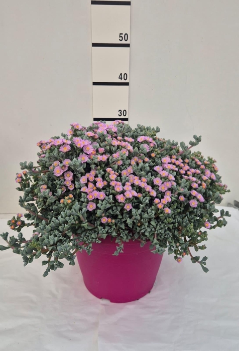 <h4>LAMPRANTHUS ROSEUS</h4>