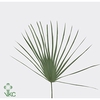 Leaf chamaerops