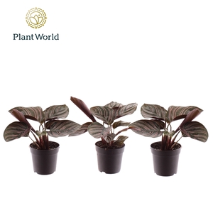 Calathea Ornata