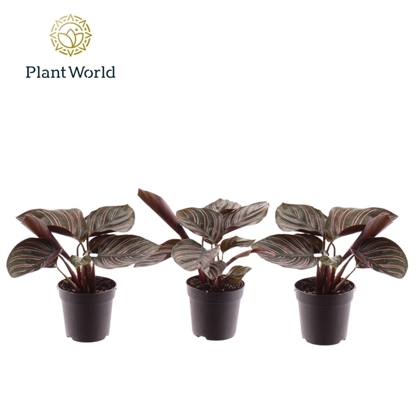 <h4>Calathea Ornata</h4>