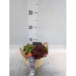 Arr.  Sempervivum L%