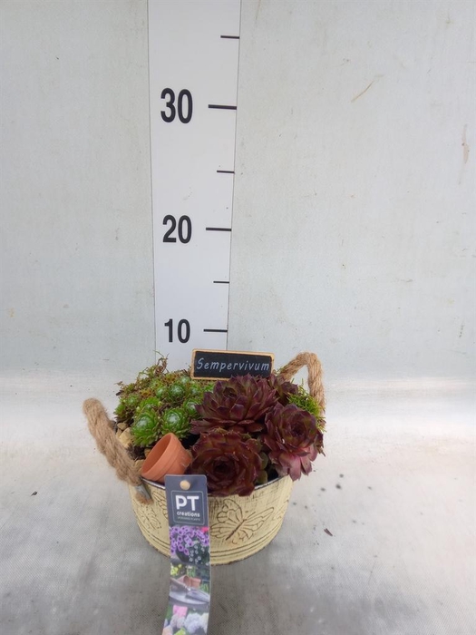 <h4>Arr.  Sempervivum L%</h4>