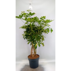 Schefflera arbor. 'Gold Capella'