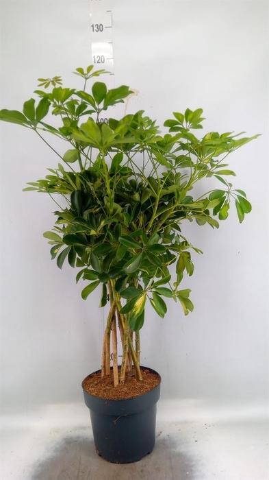 <h4>Schefflera arbor. 'Gold Capella'</h4>