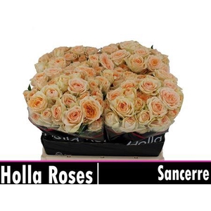 R Tr Sancerre