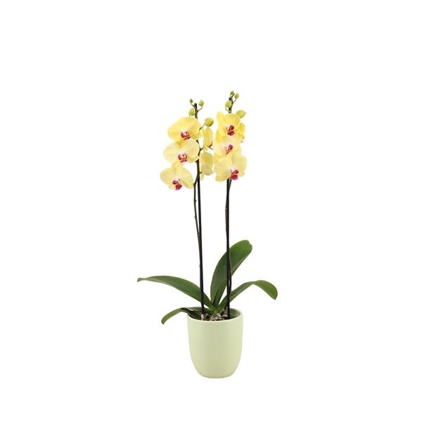 <h4>Hugo Green Light Phal Geel 2T14+</h4>