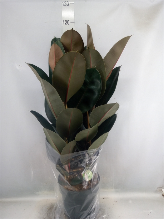 <h4>Ficus elastica 'Abidjan'</h4>