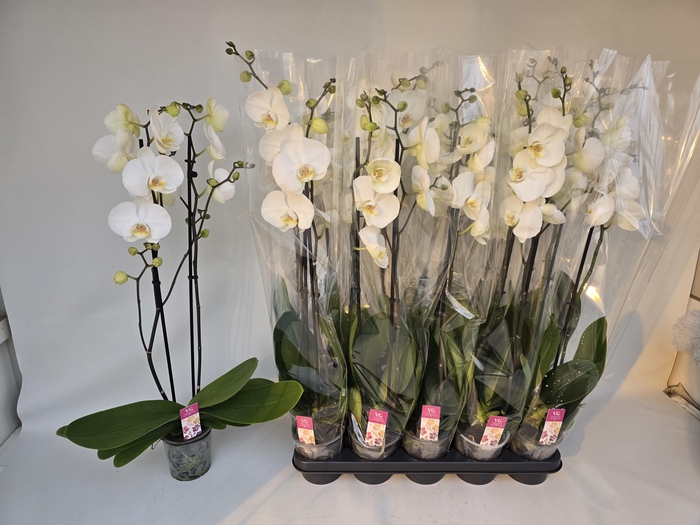 <h4>PHAL OV WIT</h4>