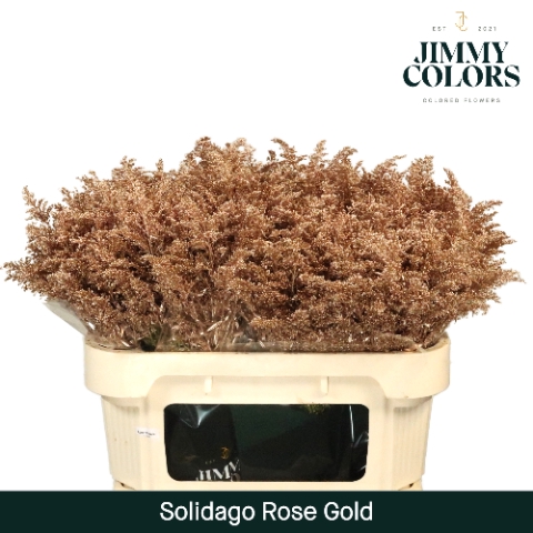 Solidago L70 Rose goud