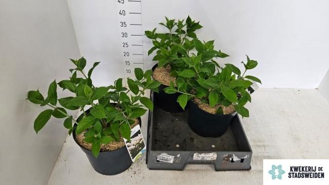 <h4>HYDR PANICULATA</h4>