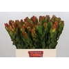 Leucadendron Laurel Yellow