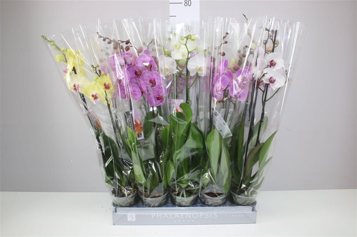 <h4>Phal Gemengd 2 Tak 18+</h4>