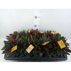 Peperomia caperata 'Rosso'