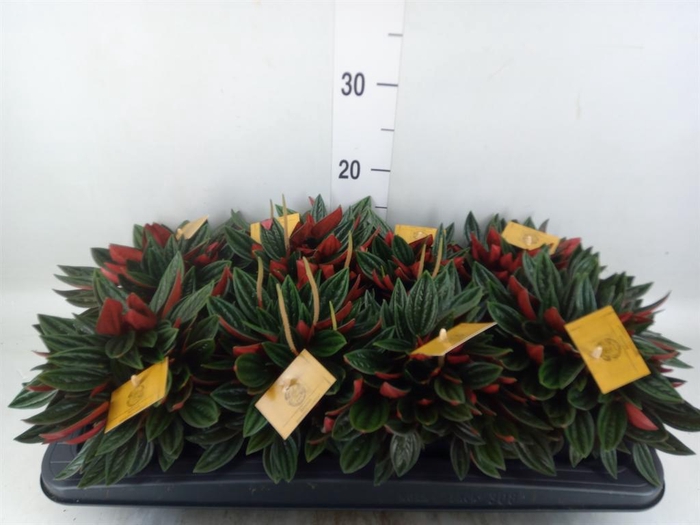 <h4>Peperomia caperata 'Rosso'</h4>