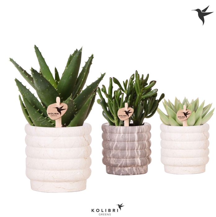 <h4>Kolibri Greens Succulenten mix in Marble pot mix</h4>