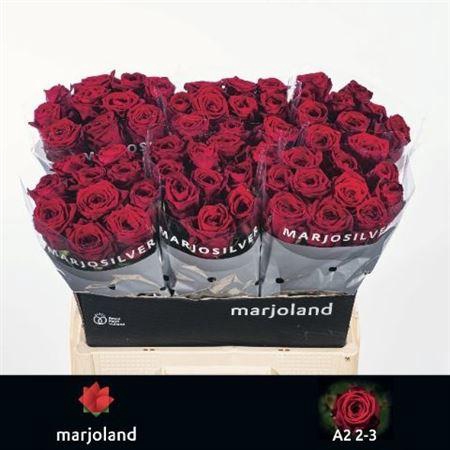 <h4>R Gr Red Naomi!</h4>