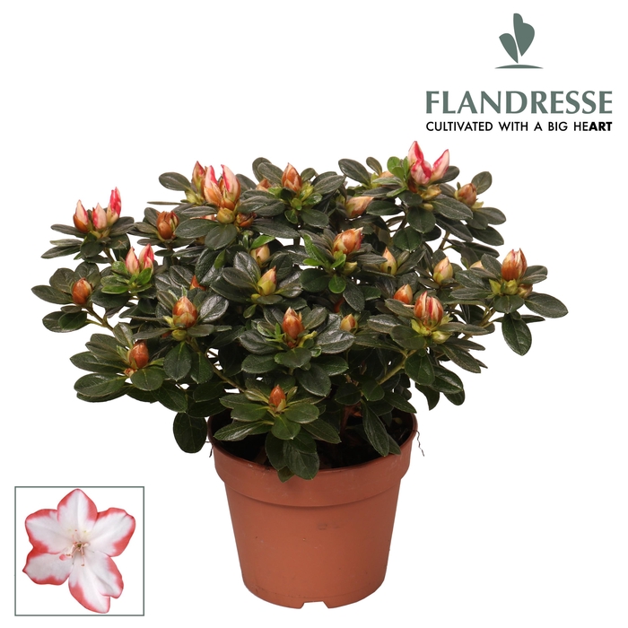 <h4>Azalea Flandresse® 'sachenstern' 22 - 25 cm</h4>