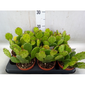 Opuntia humifusa