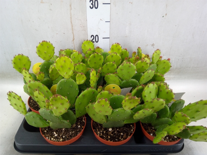 <h4>Opuntia humifusa</h4>