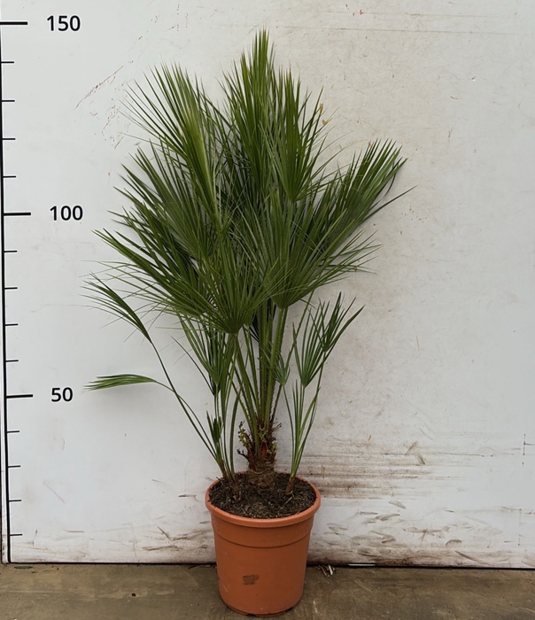 <h4>CHAM HUMILIS</h4>