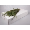 Kaaps Groen Wool Bush