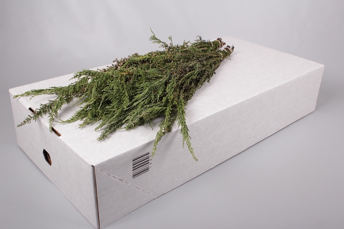 <h4>Kaaps Groen Wool Bush</h4>