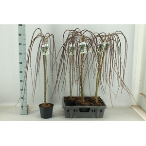 SALIX CAP KILMARNOCK