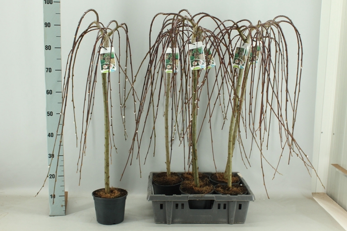 <h4>SALIX CAP KILMARNOCK</h4>