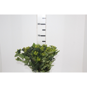 HYPERICUM MAGICAL GREEN REVIVAL 060 CM VERDE
